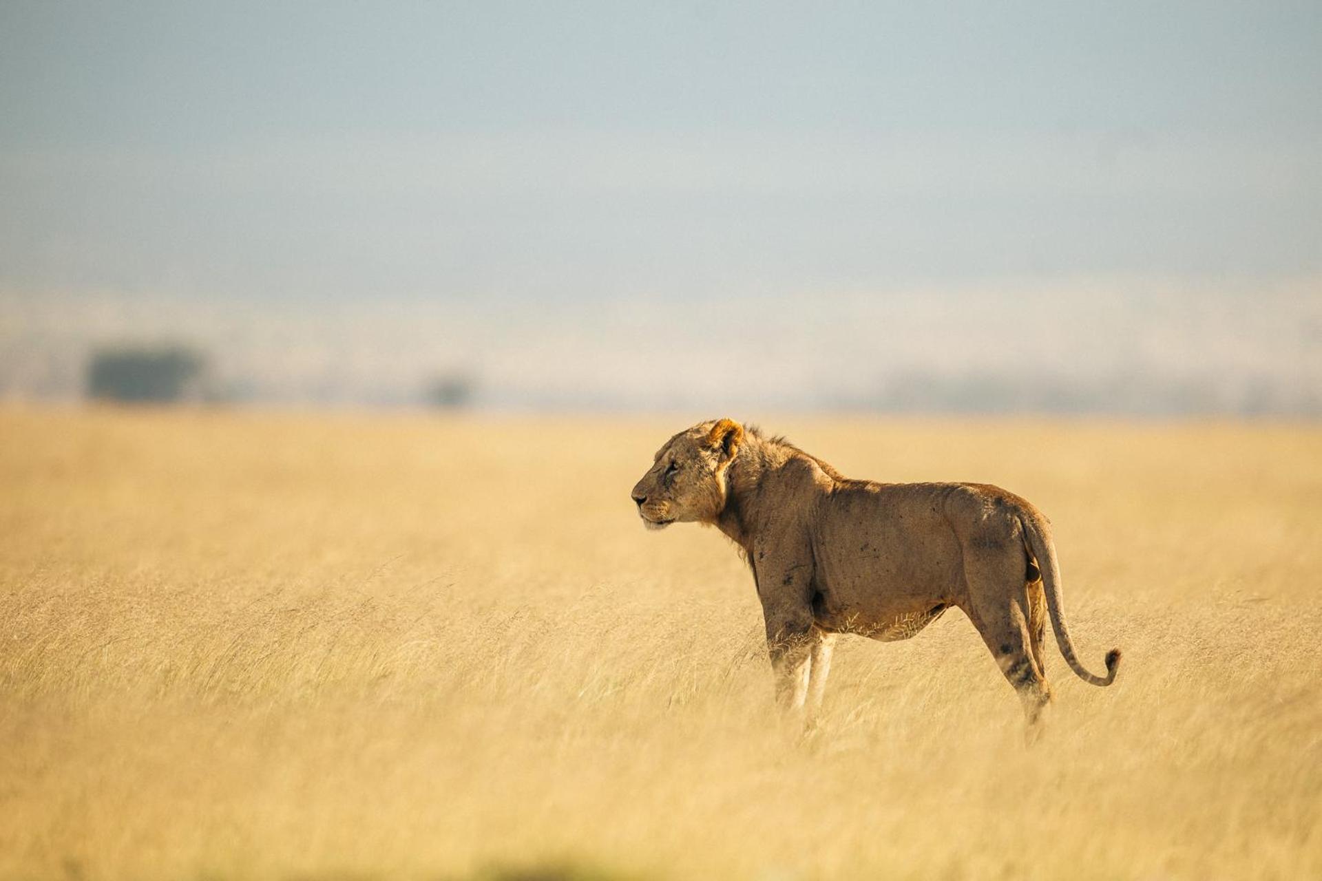 Kilimanjaro View Cabin-amboseli Chalet *